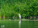 Grey Heron - Czapla Siwa